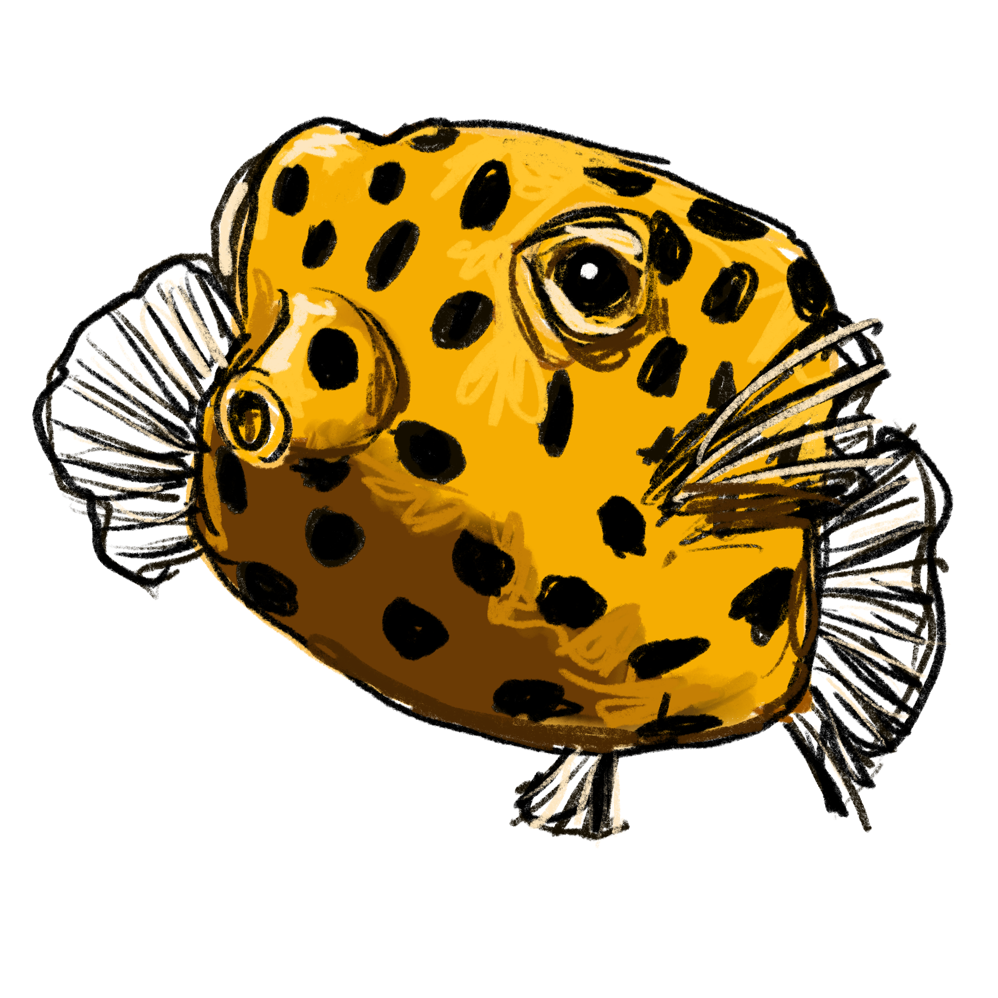 boxfish